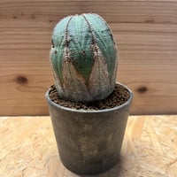 パキポディウム ドラケイ | GREEN LUCK