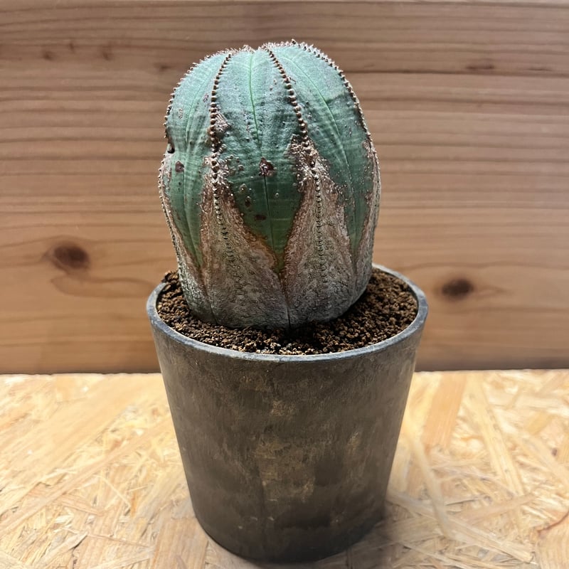 特大 ユーフォルビア 超オールド オベサ オールド】ユーフォルビア・オベサ Euphorbia obesa - HANS 多肉