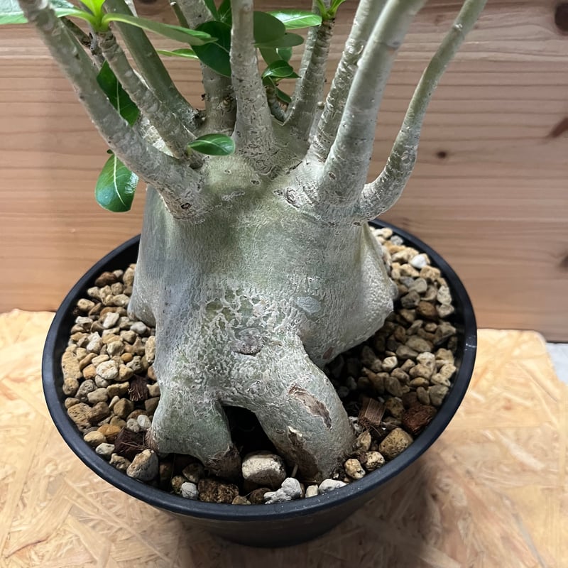 アデニウム　アラビカム アデニウム アラビカム | GREEN LUCK