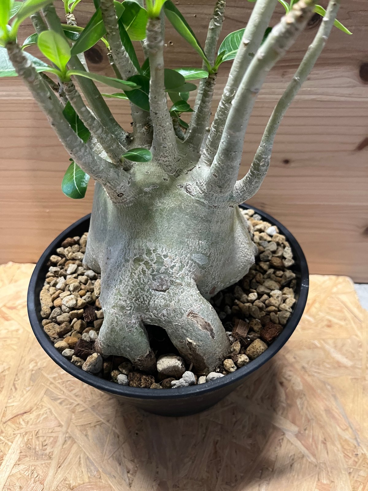 アデニウム アラビカム | GREEN LUCK