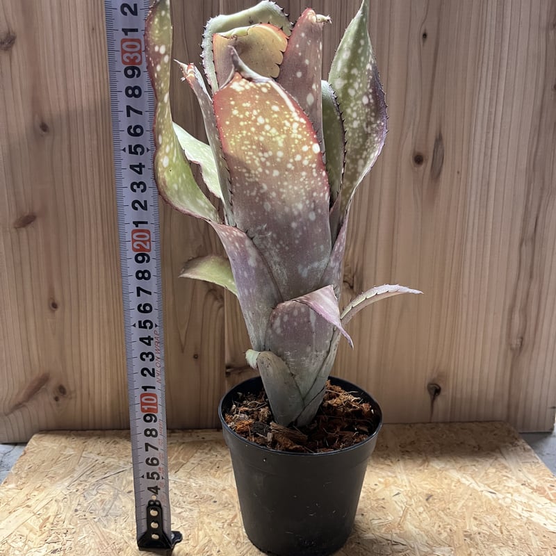 ビルベルギア アラカイ | GREEN LUCK