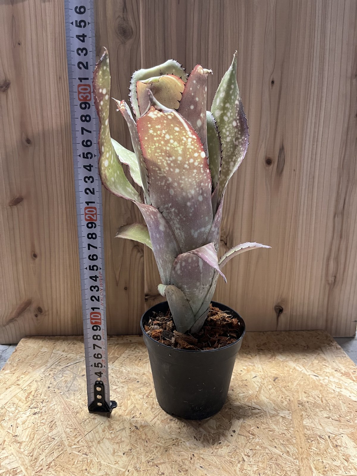 ビルベルギア アラカイ | GREEN LUCK