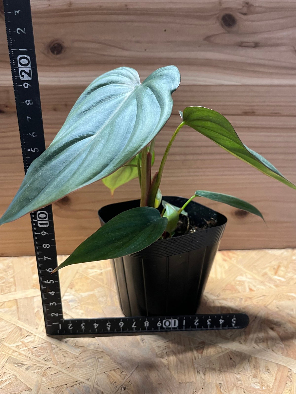 Philodendron sp Colombia　フィロデンドロンspコロンビア philodendron-sp-colombia-