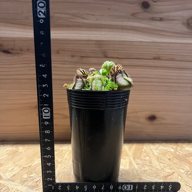 セファロタス フォリキュラリス | GREEN LUCK