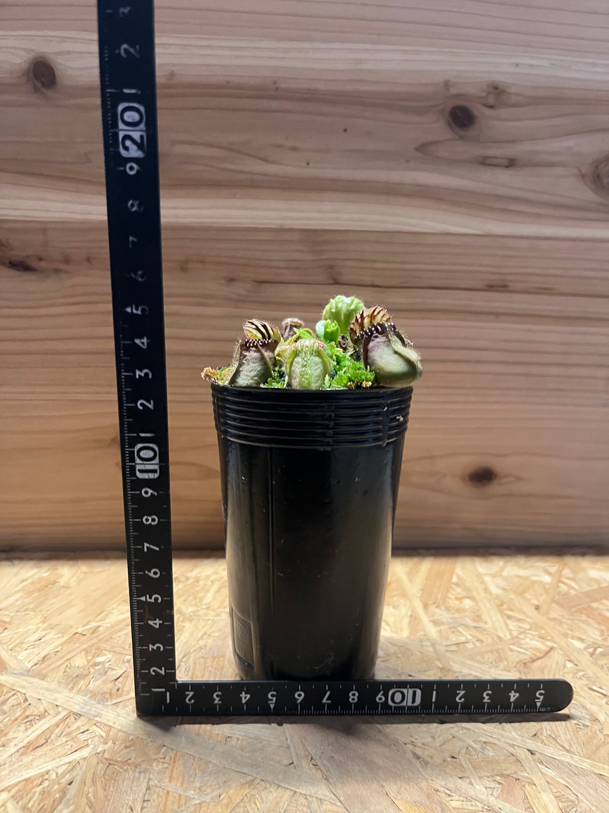 セファロタス フォリキュラリス | GREEN LUCK