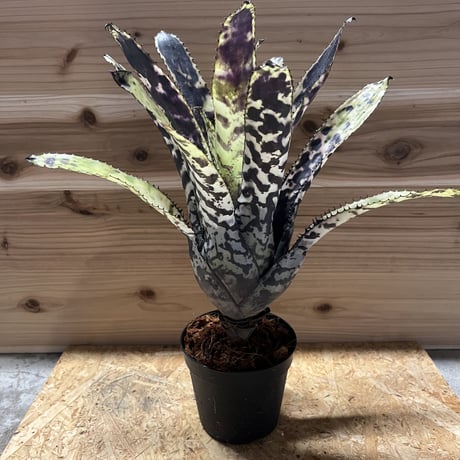 エクメアオーランディアナ | STORES