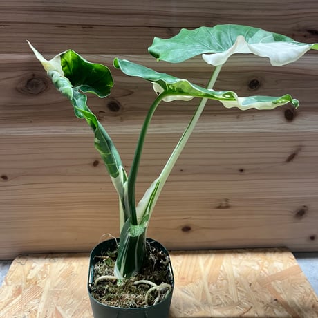 クワズイモ | STORES