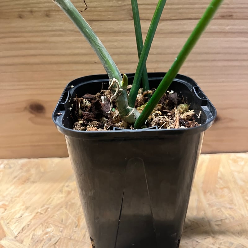 フィロデンドロン キティナ （フロリダビューティー×マヨイ） | GREEN LUCK