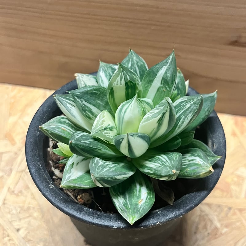 ハオルチア 宝島 | GREEN LUCK