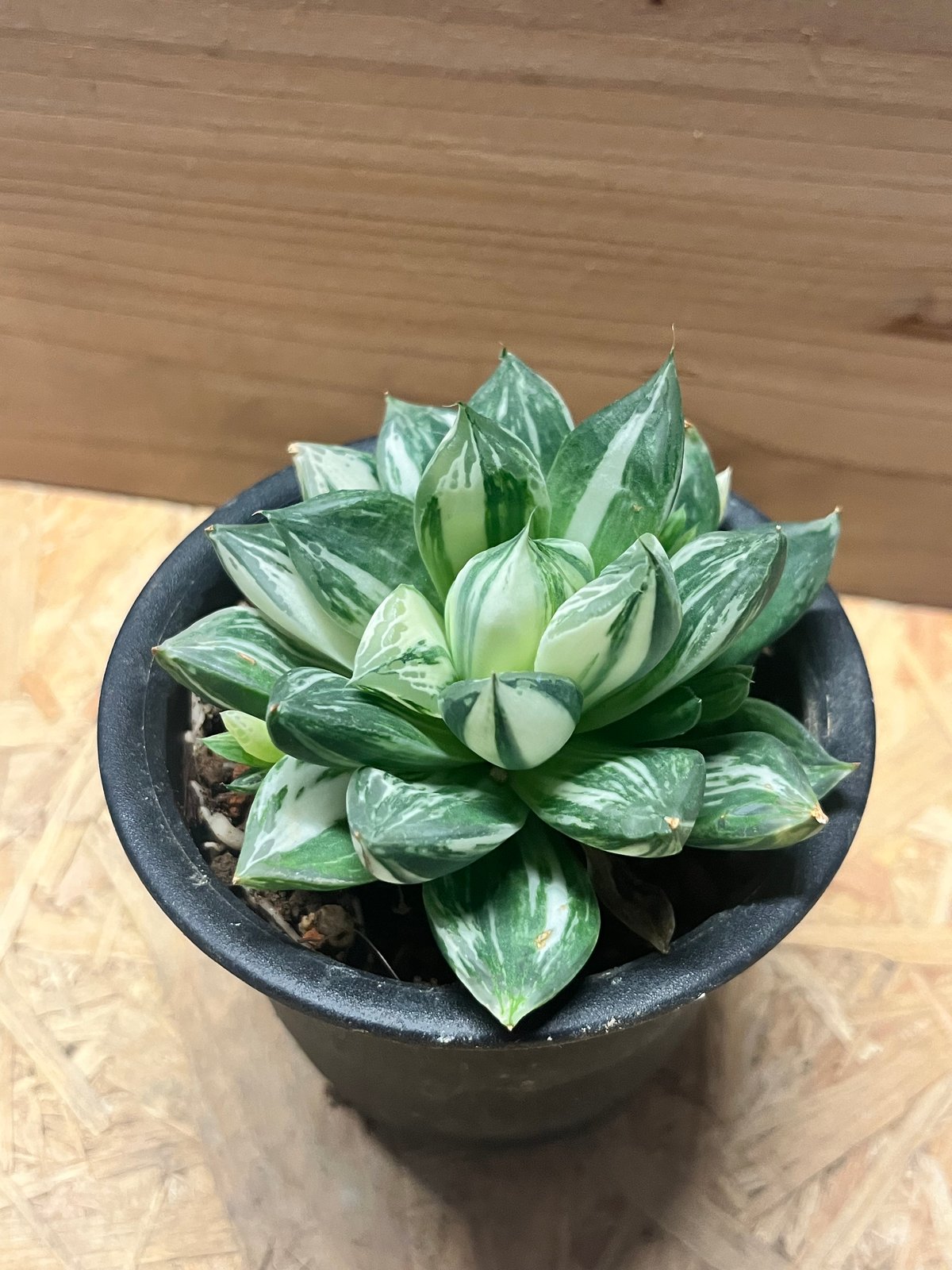 ハオルチア 宝島 | GREEN LUCK