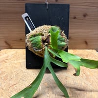 ビカクシダ　コロナリウム　'ワイワイ'