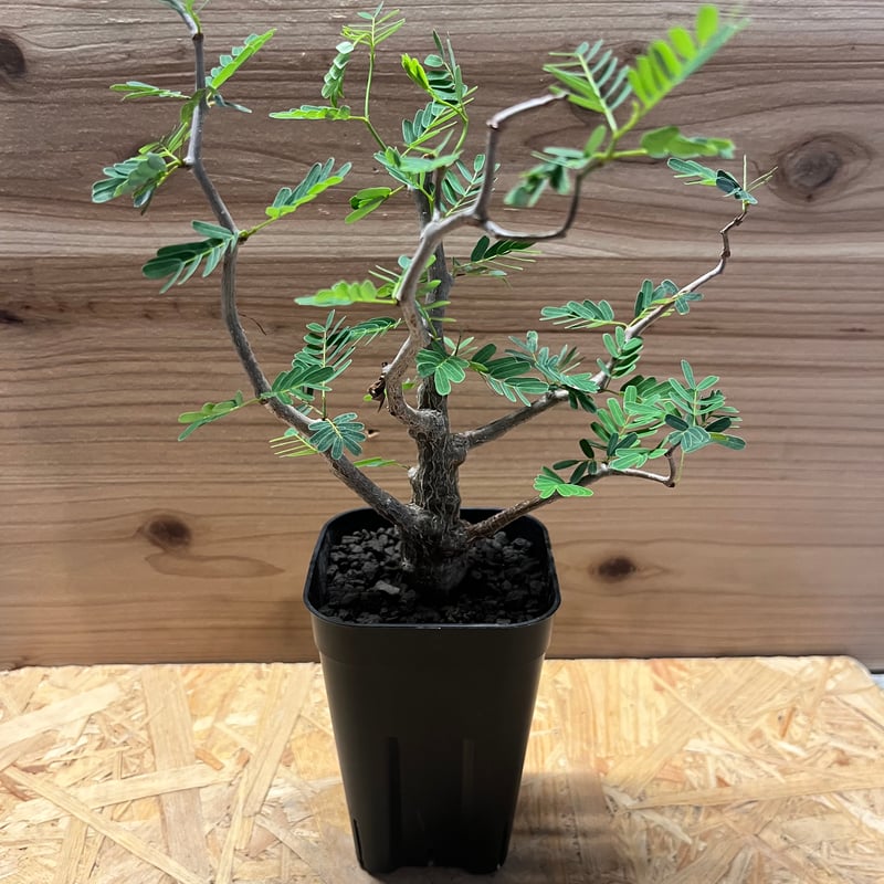 センナ メリディオナリス | GREEN LUCK