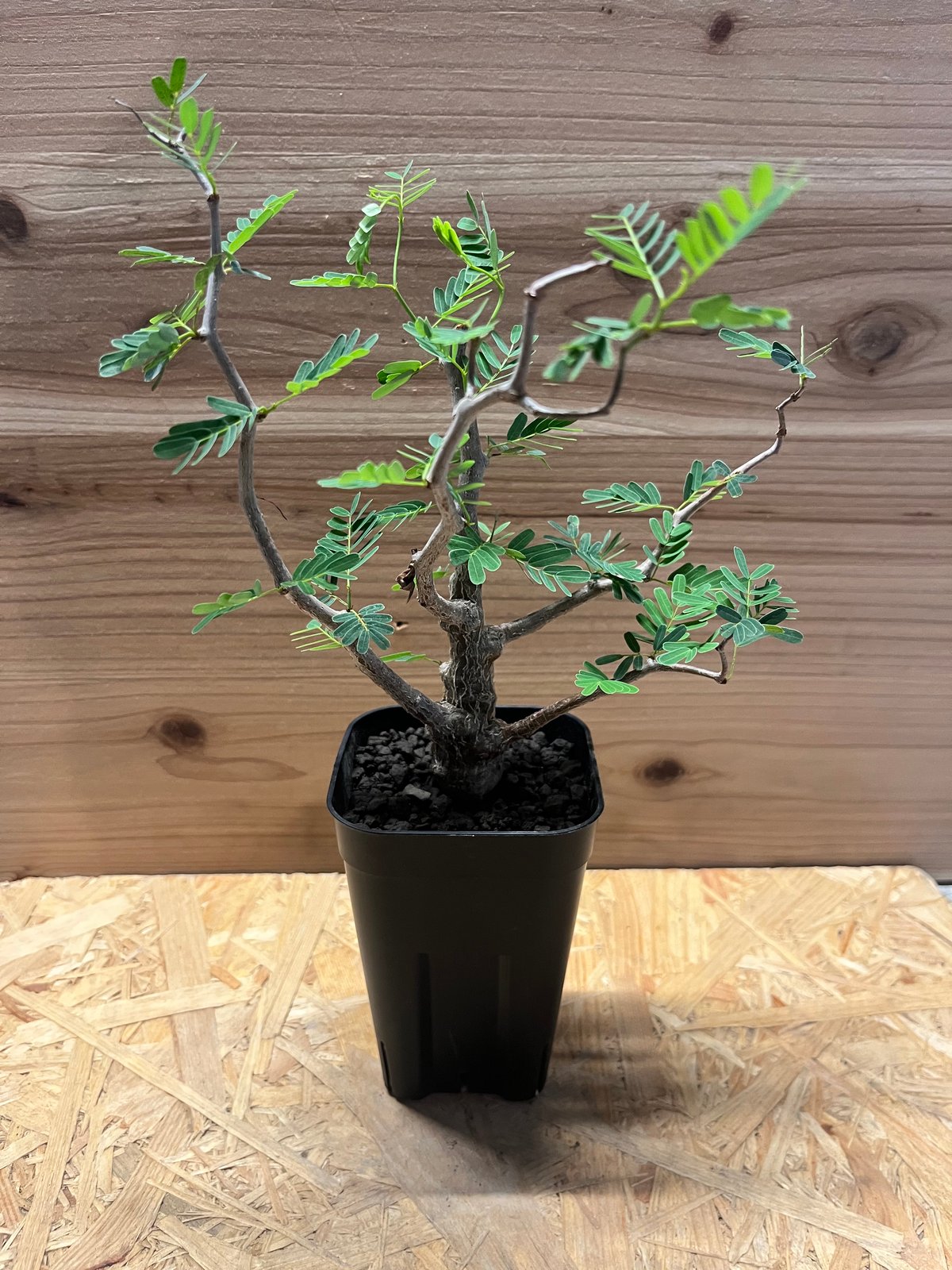 センナ メリディオナリス | GREEN LUCK