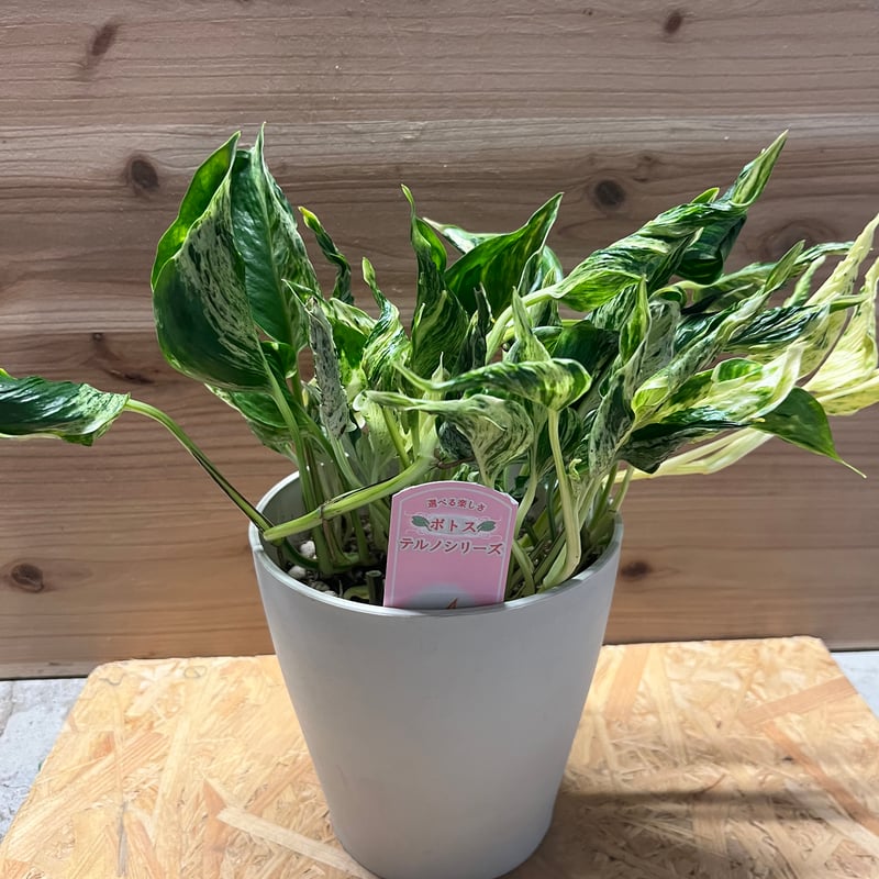 ポトス テルノラブソング | GREEN LUCK