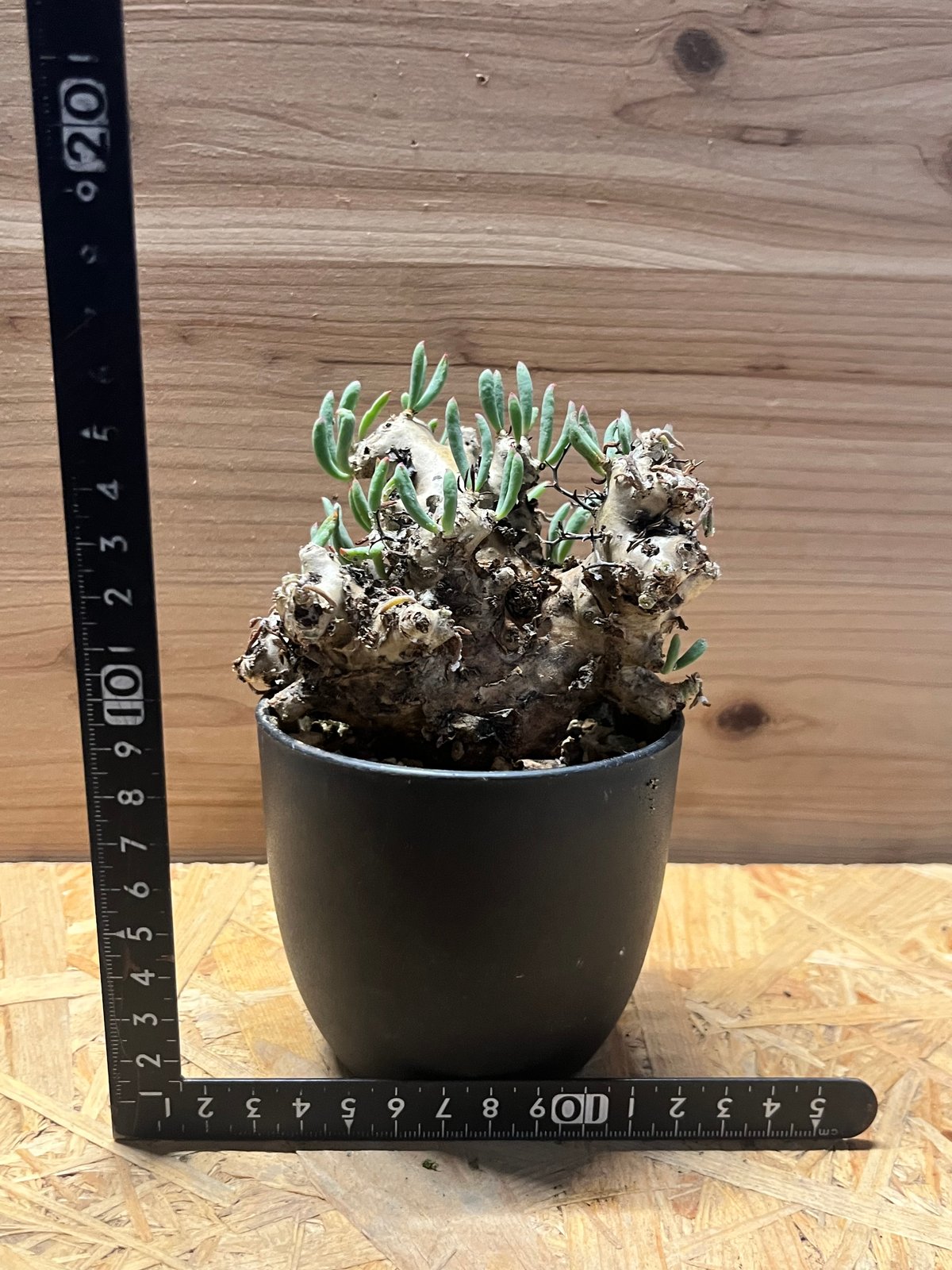 万物想　チレコドン・レティキュラーツス チレコドン レティキュラーツス 万物想 | GREEN LUCK