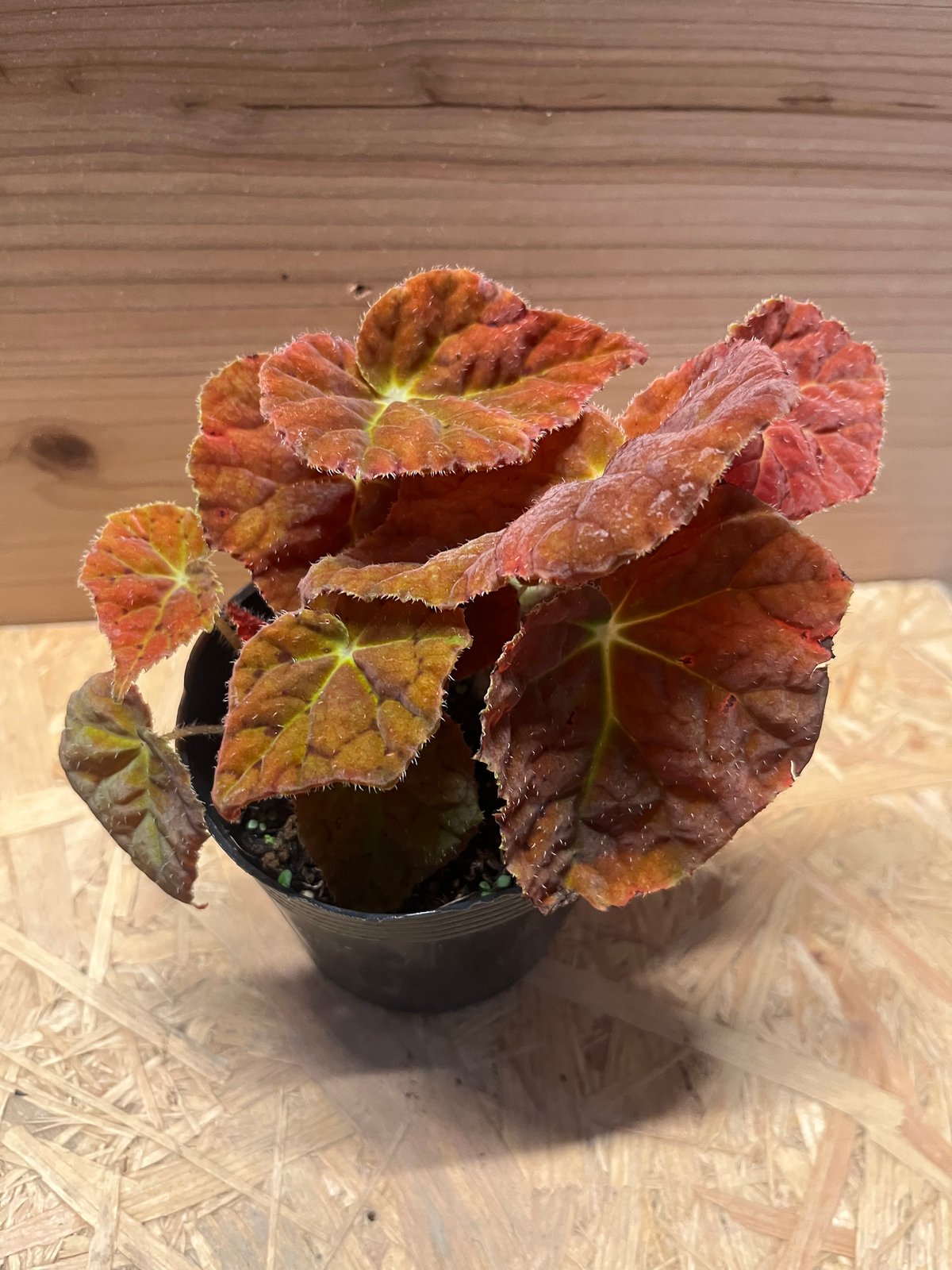 peculiarman　Begonia 5点同梱発送 ベゴニア オータムエンバー | GREEN LUCK