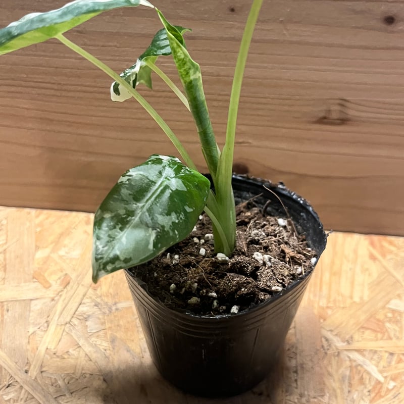 アロカシア グリーンベルット 斑入り | GREEN LUCK