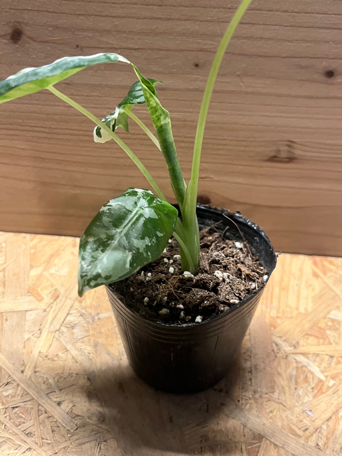 アロカシア グリーンベルット 斑入り | GREEN LUCK