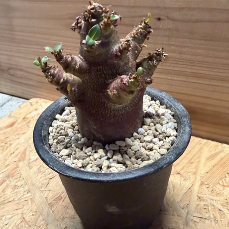 アデニウム　アラビカム　'ブラックスキン'