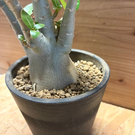 アデニウム　タイソコトラナム