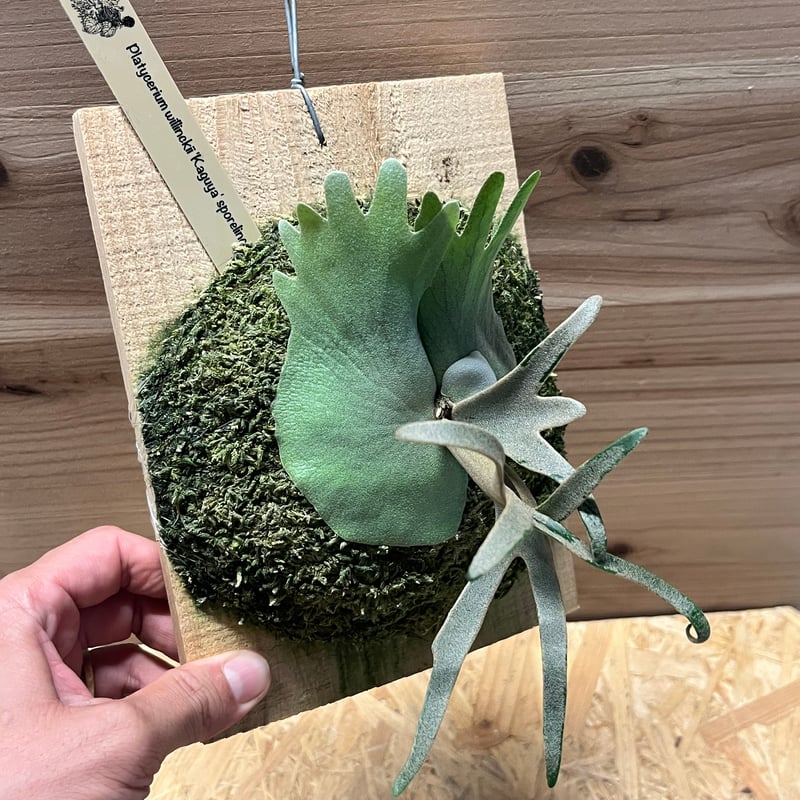 ビカクシダ　willinckii kaguya sporeling ビカクシダ ウィリンキー 'カグヤ' | GREEN LUCK