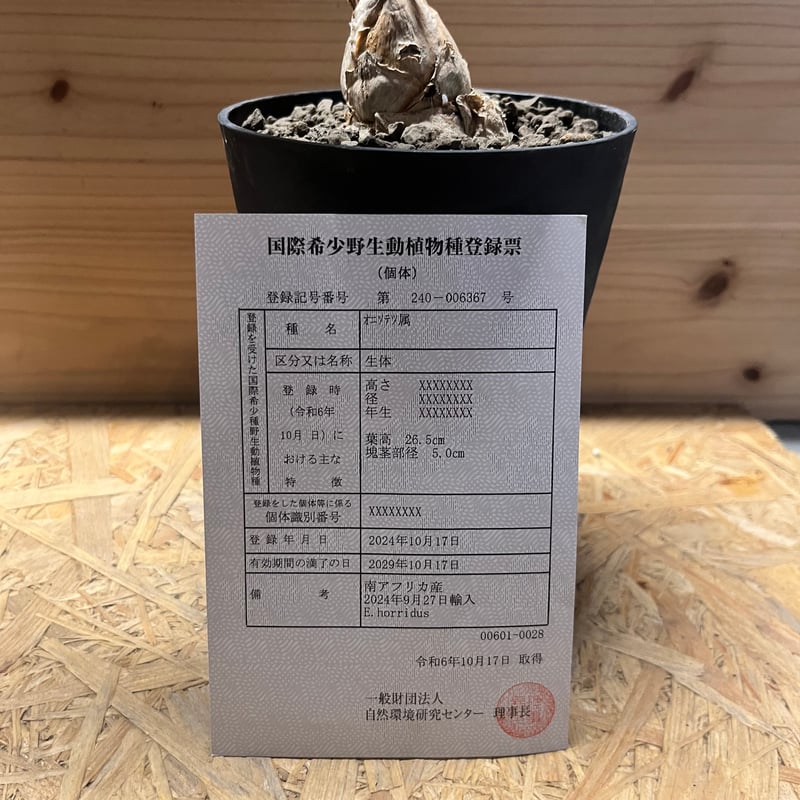 【manx】 エンセファラルトス ホリダス 南アフリカ産 大株 エンセファラルトス ホリダス | mana's farm:塊根植物・アガベ
