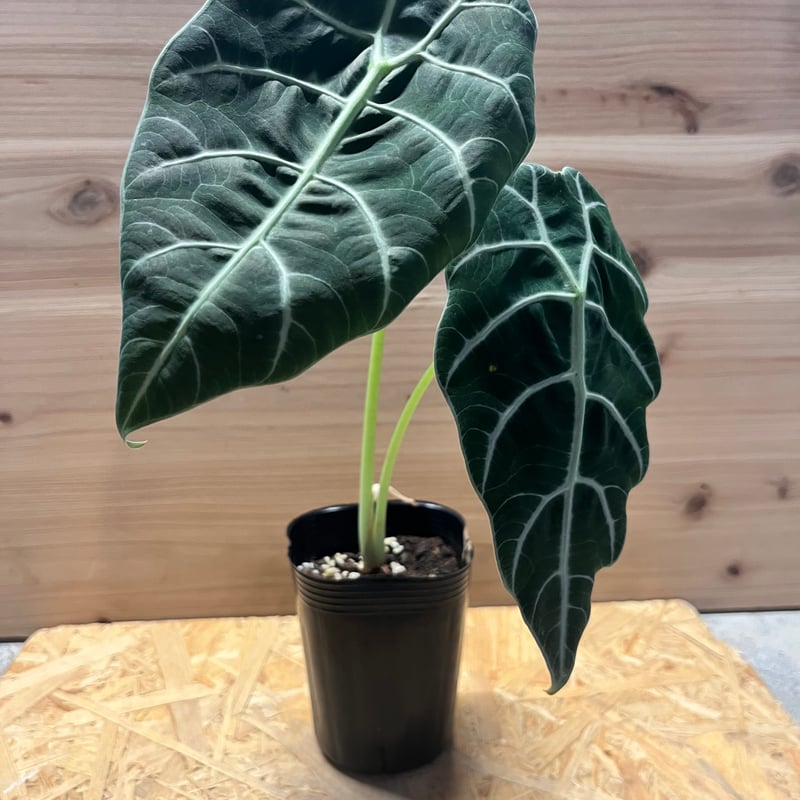 アロカシア ワトソニアナ 'ブラック' | GREEN LUCK