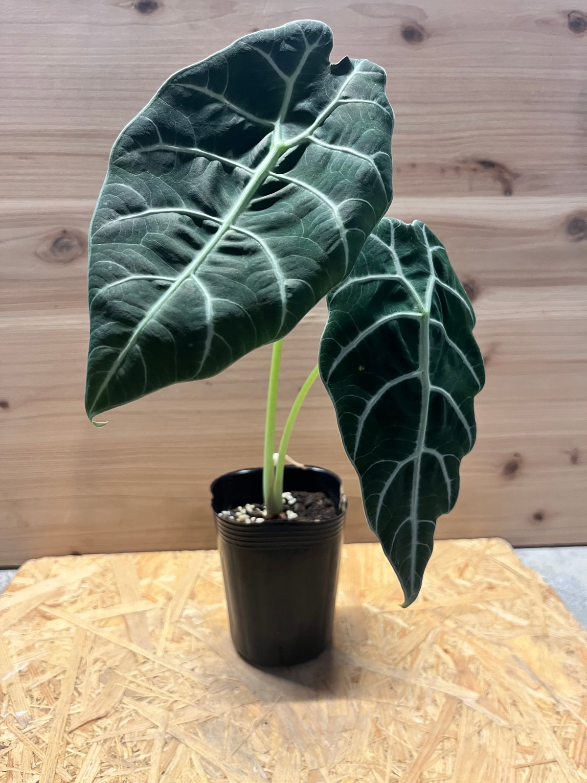 アロカシア ワトソニアナ 大株 アロカシア ワトソニアナ 大株植え 専用ページです
