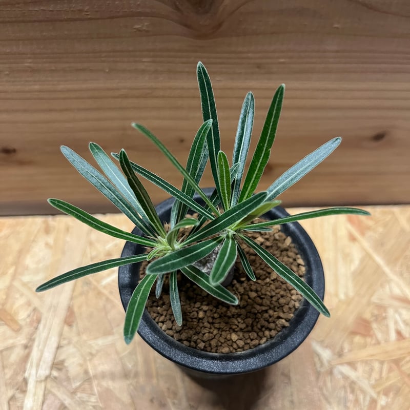 パキポディウム グラキリス 実生 | GREEN LUCK