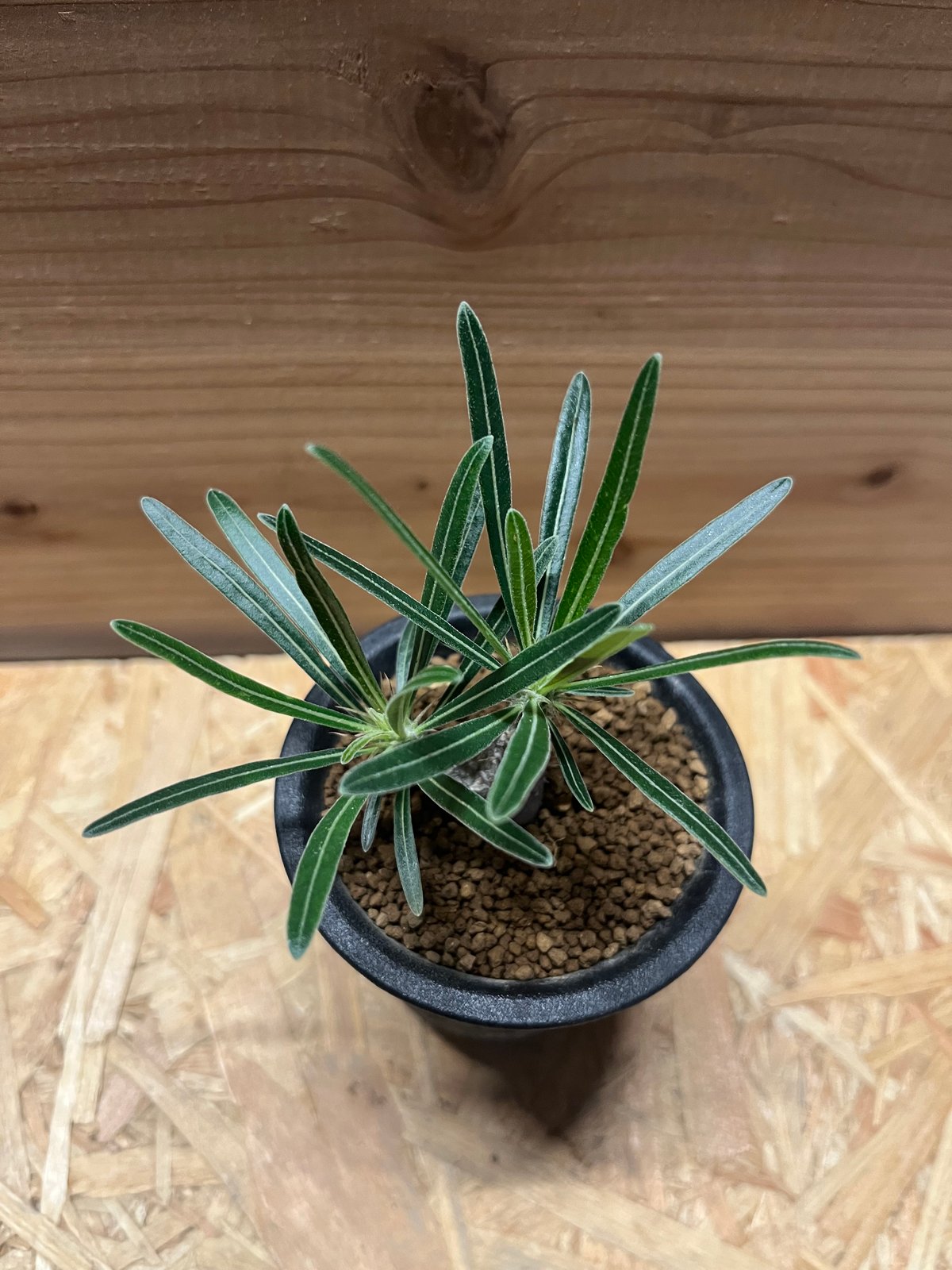 パキポディウム グラキリス 実生 | GREEN LUCK