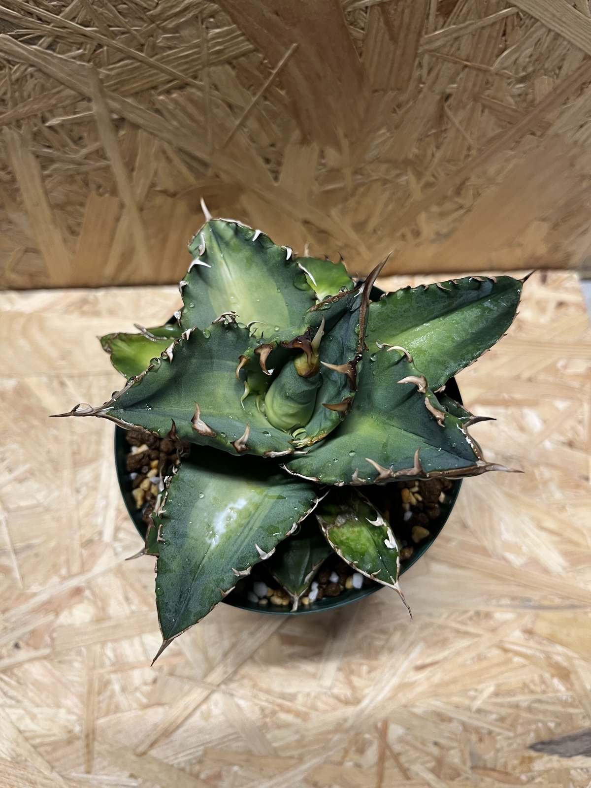 fit=scale-down,w=1200