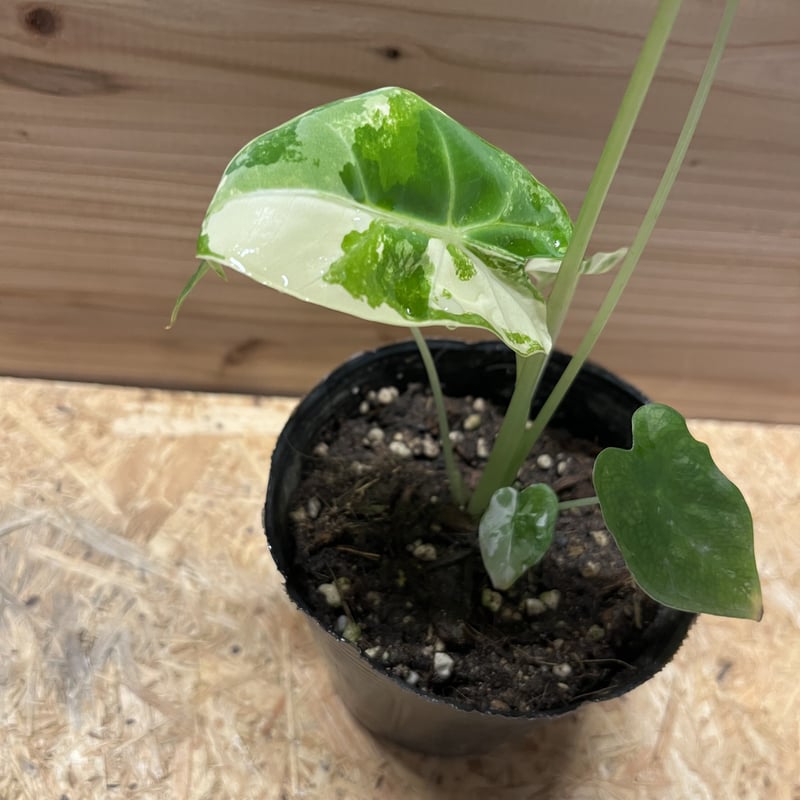 アロカシア グリーンベルベット 斑入り | GREEN LUCK