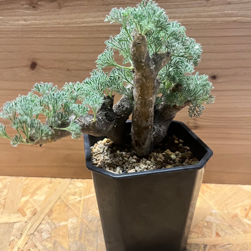 モンソニア ムルチフィダ （サルコカウロン） | GREEN LUCK