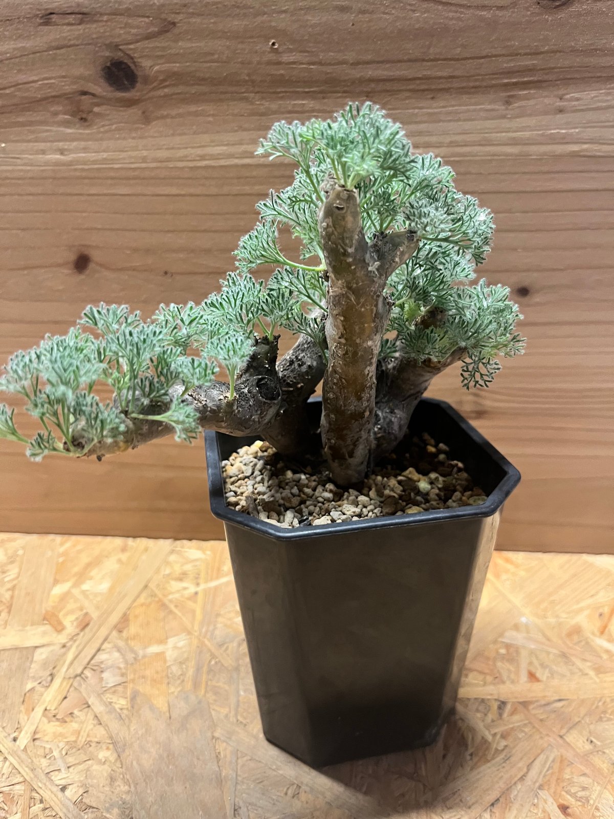 モンソニア ムルチフィダ （サルコカウロン） | GREEN LUCK