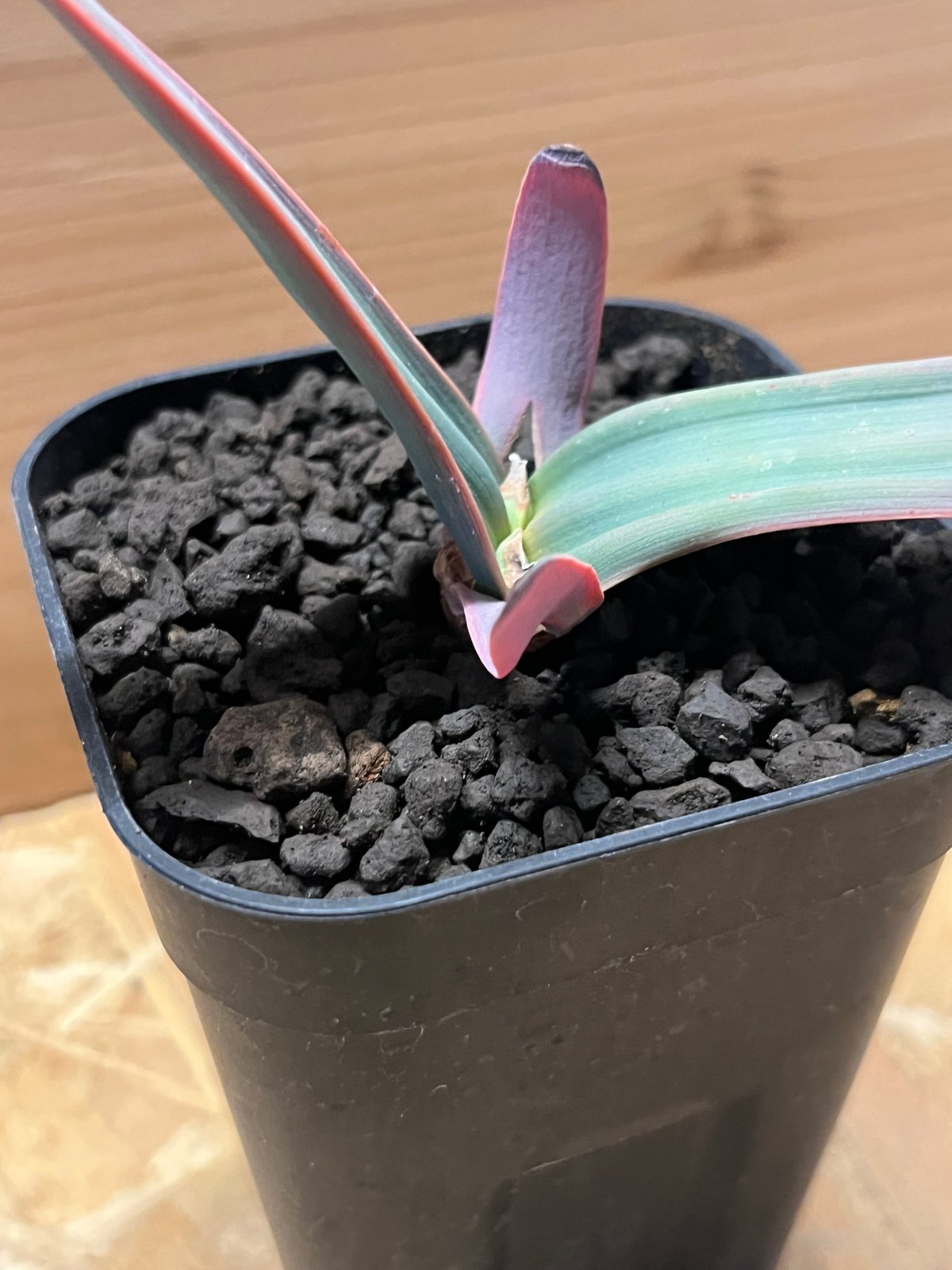 ▲訳あり価格 奇想天外 Welwitschia Mirabilis Welwitschia mirabilis ”（奇想天外 サバクオモト ウェル