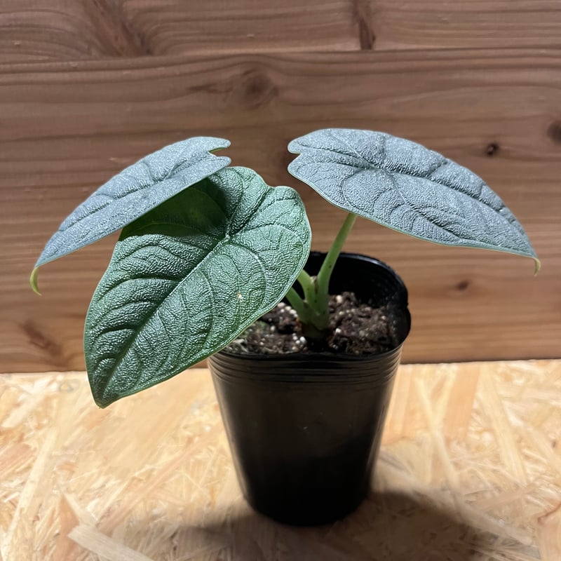 アロカシア メロ | GREEN LUCK