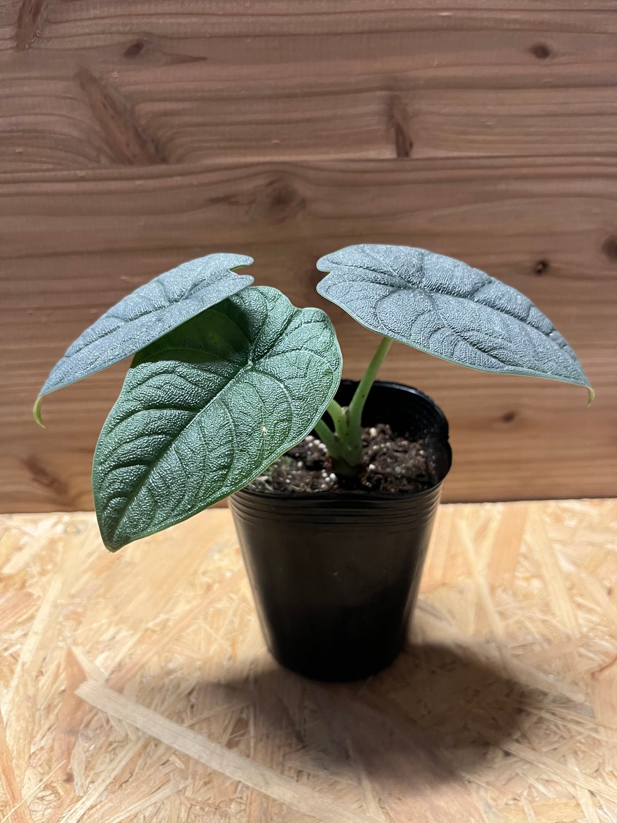 Alocasia Melo Albo アロカシア メロ アルボ ハーフムーン Alocasia Melo Albo アロカシア メロ アルボ ハーフムーン