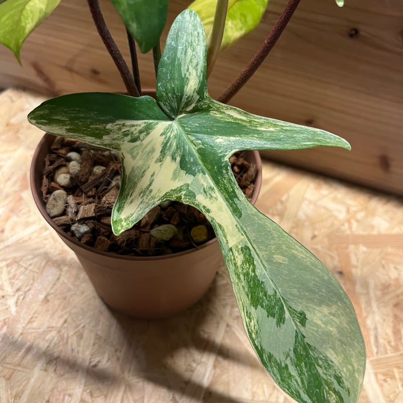 フィロデンドロン フロリダビューティー | GREEN LUCK