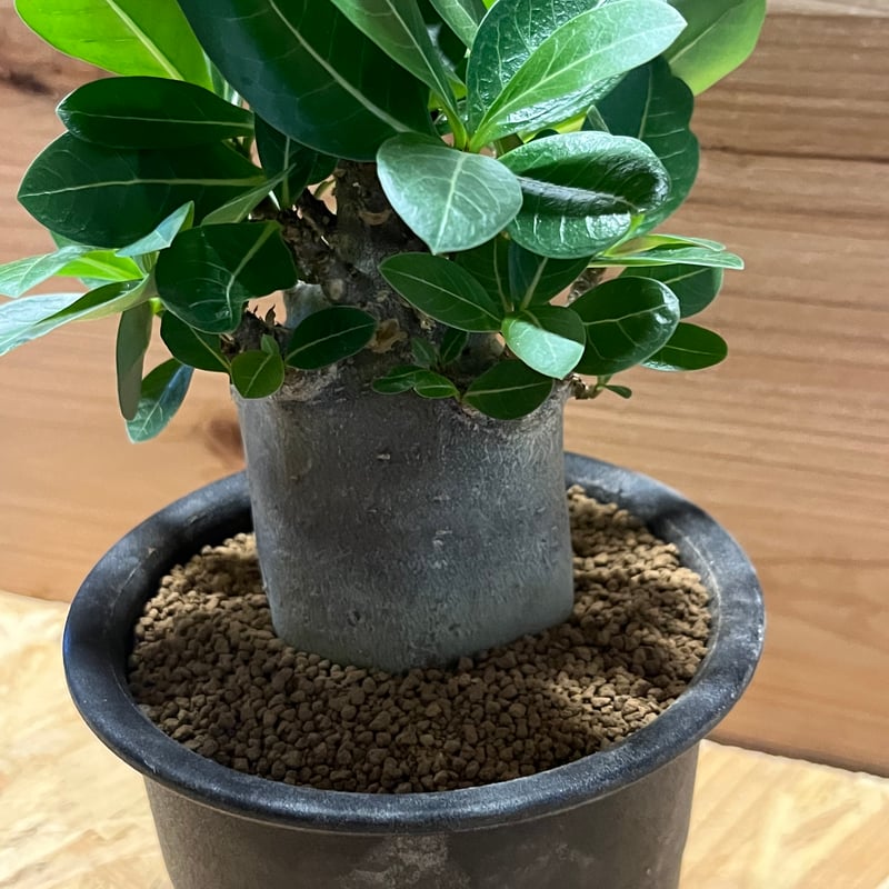 アデニウム アラビカム ブラックスキン | GREEN LUCK