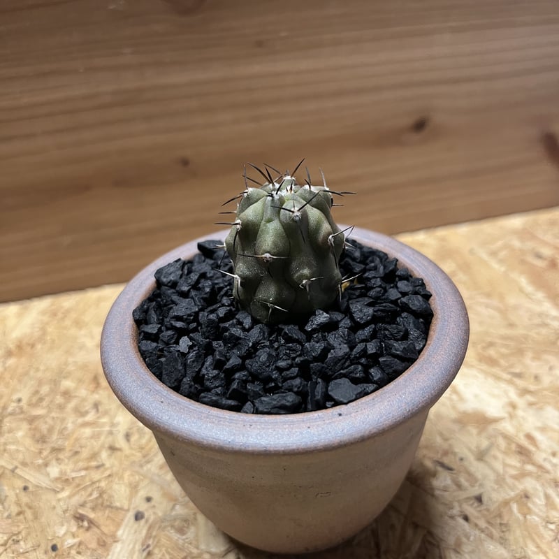 黒王丸 コピアポア シネレア 太棘 スパイシージェム鉢セット 黒王丸 コピアポア シネレア 太棘 スパイシージェム鉢セット fit