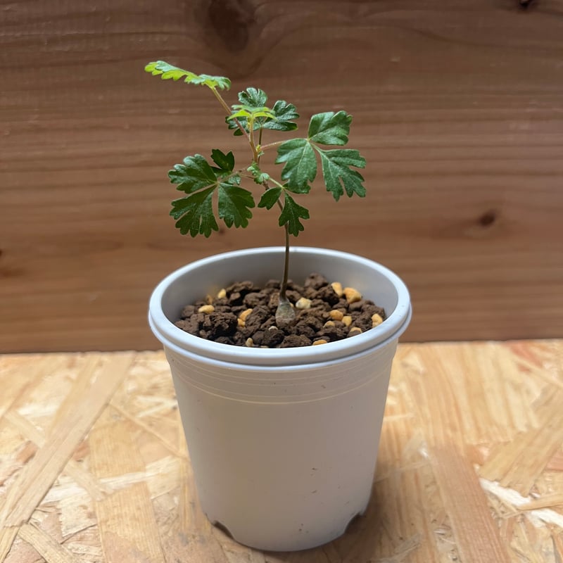 パキコルムス ディスカラー 象の木 実生 | GREEN LUCK