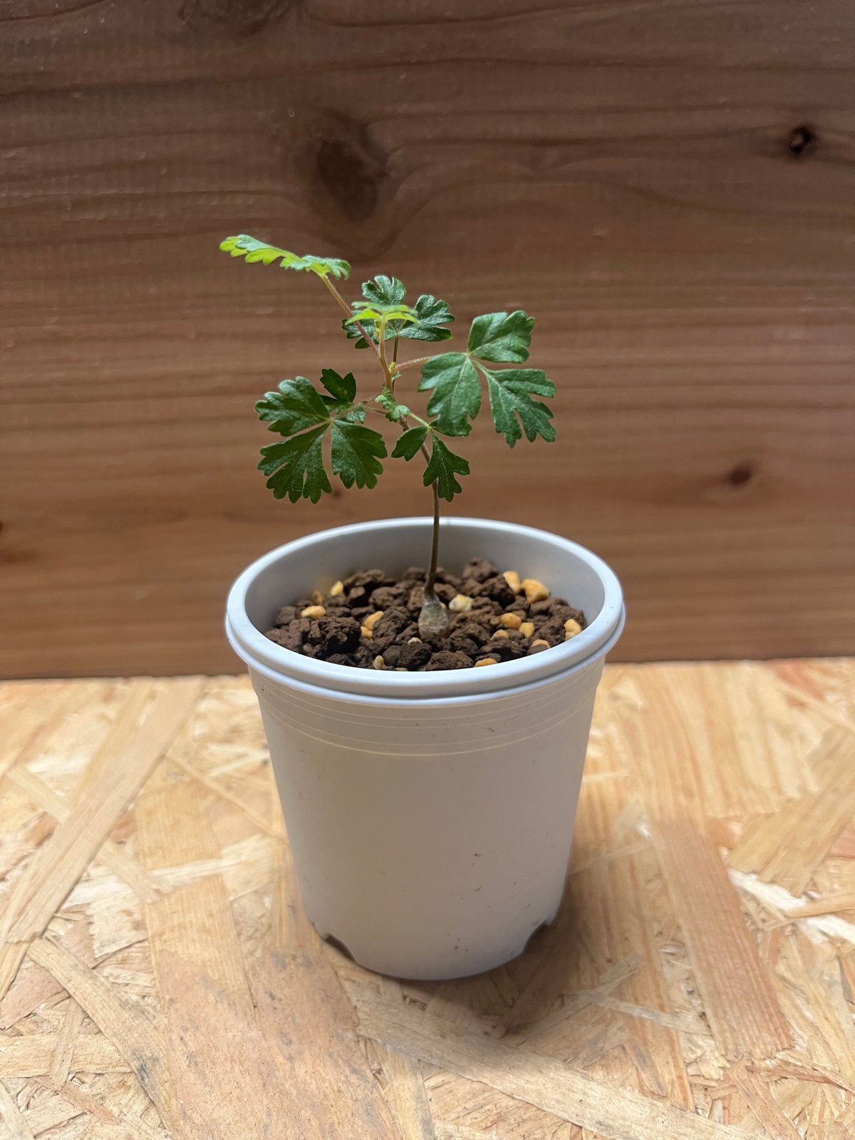 パキコルムス ディスカラー 象の木 実生 | GREEN LUCK