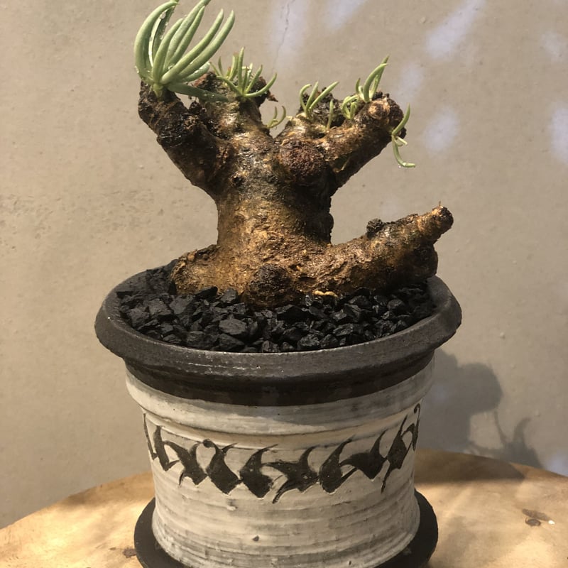 チレコドン・ペアルソニー白象 現地球 鉢付き チレコドン ペアルソニー