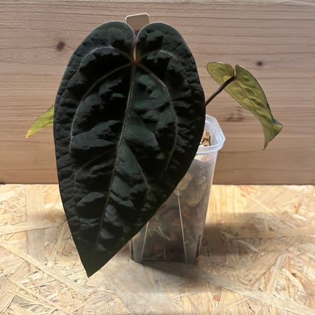 アンスリウム パピリラミナムhyb ミント斑入り【韓国PCF産】正規タグ