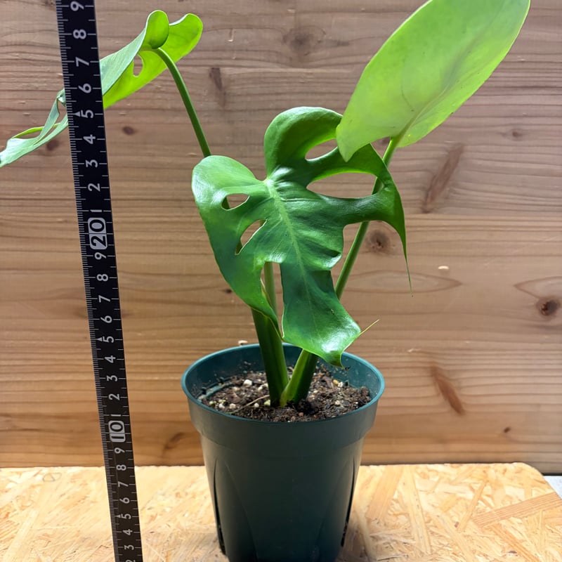 モンステラ デリシオーサ 実生変異 | GREEN LUCK