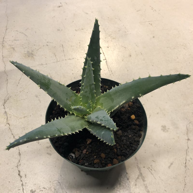 種20粒 Aloe pillansii アロエ ピランシー Aloe pillansii アロエ種の中で最も巨大になると言うピランシー