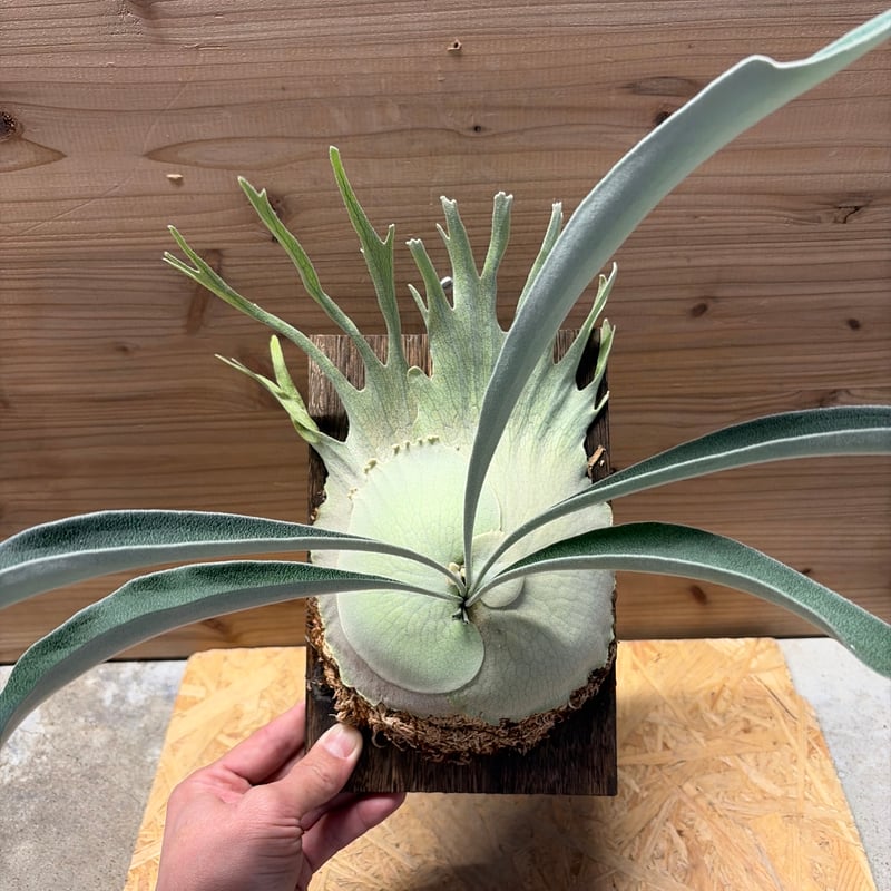 ビカクシダ ベイチー ワイルド | GREEN LUCK