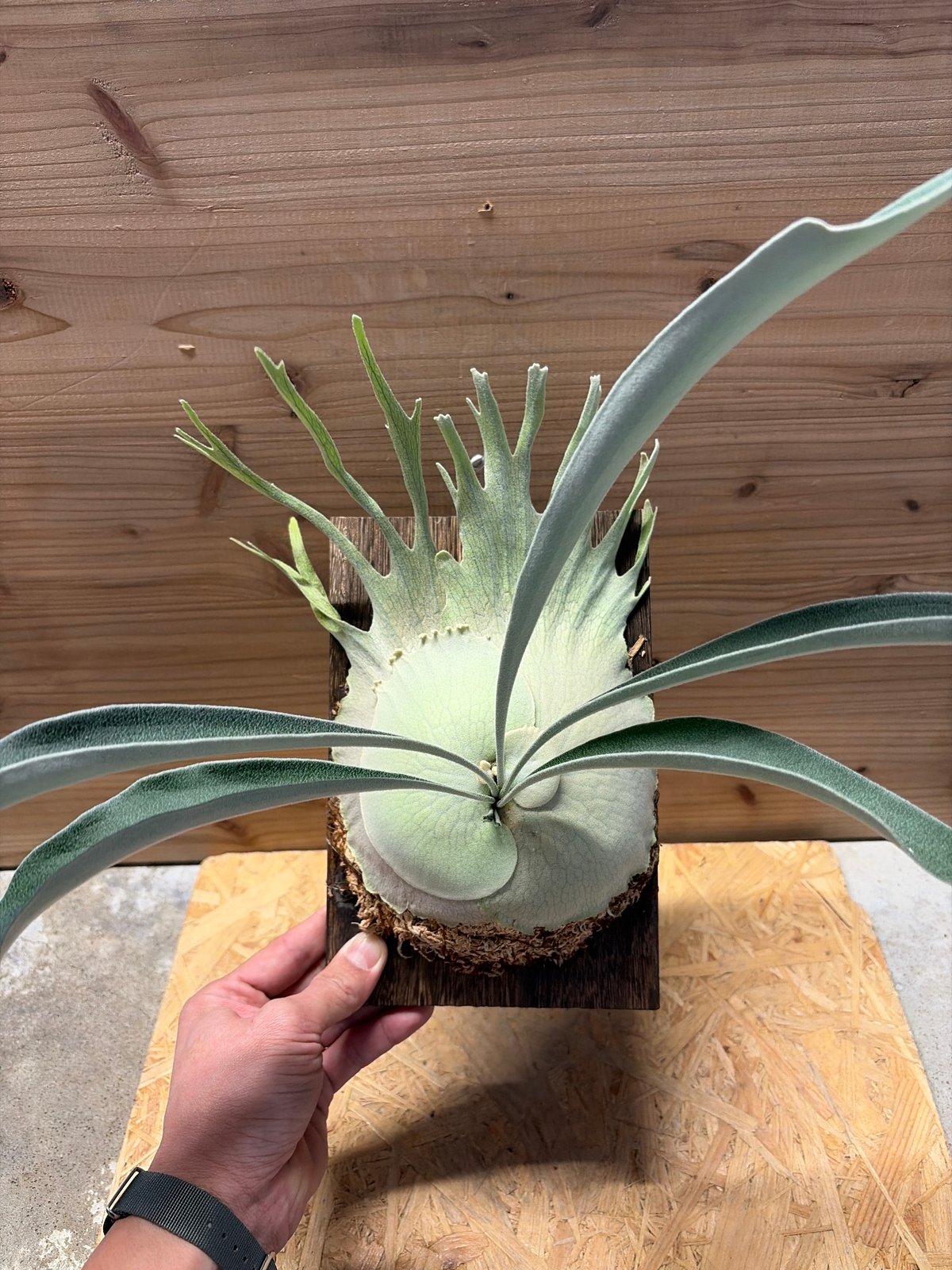 ビカクシダ ベイチー ワイルド | GREEN LUCK