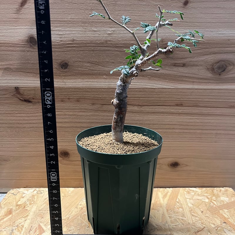 コミフォラ モンストローサ | GREEN LUCK