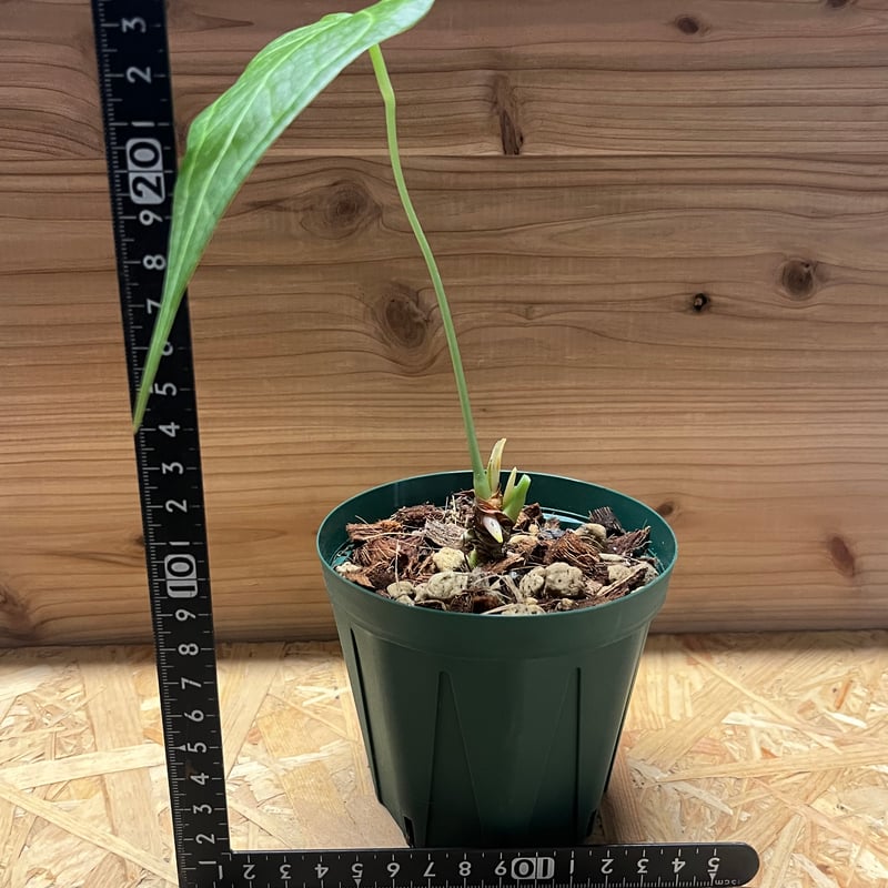 アンスリウム デルタフォース | GREEN LUCK